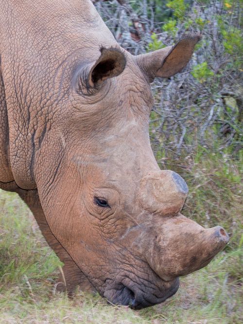 addo national park rhino south africa