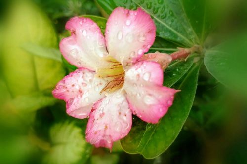 adenium pink flowers bloom