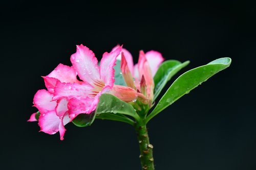 adenium  pink flower  petals
