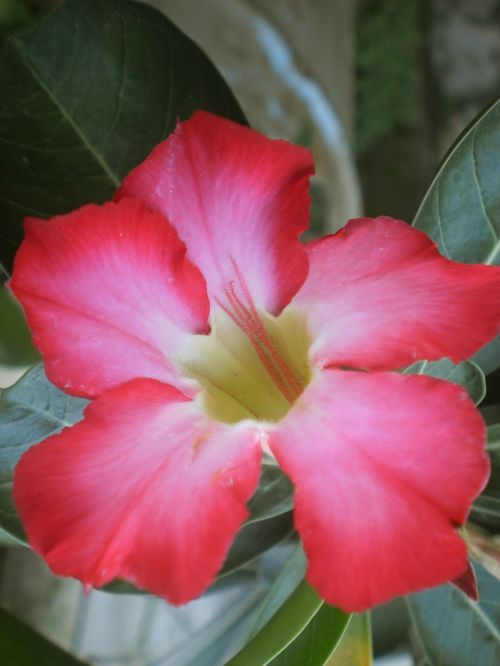 adenium pink pink flower