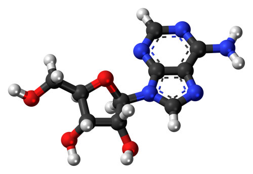 adenosine deoxyribonucleoside molecule