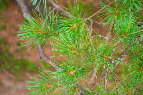 adirondacks  pine  needle