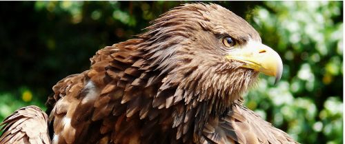 adler striking european sea eagle