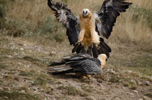 adler birds bird of prey