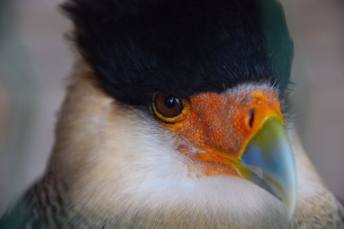 adler raptor bird