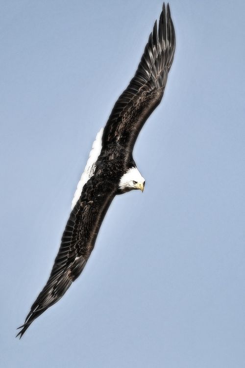 adler white head eagle portrait