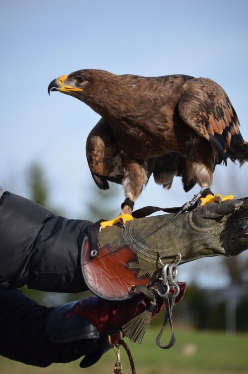 adler brown eagle bird