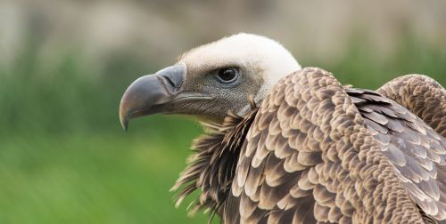 adler head bird of prey