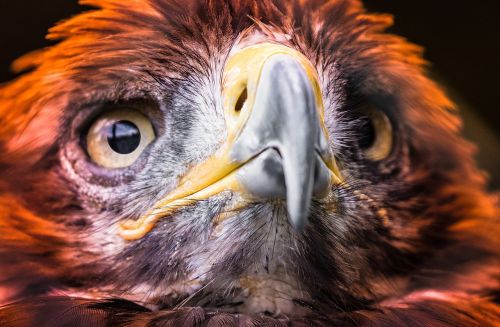 adler golden eagle raptor