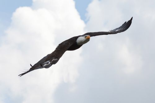 adler bald eagle flight