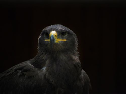adler steppe eagle bird