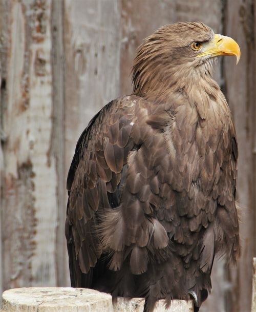white tailed eagle adler plumage