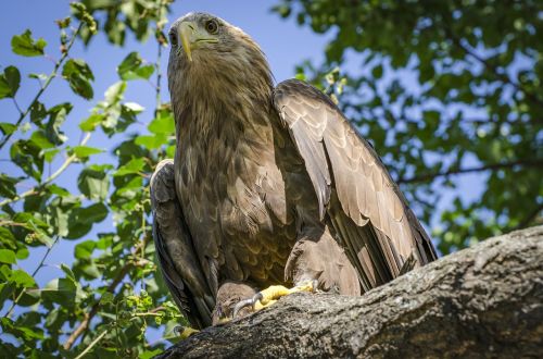 adler wildlife bird