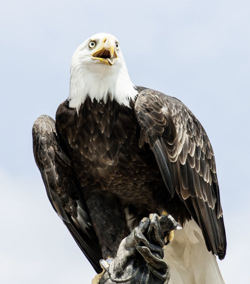 adler animal bald eagle