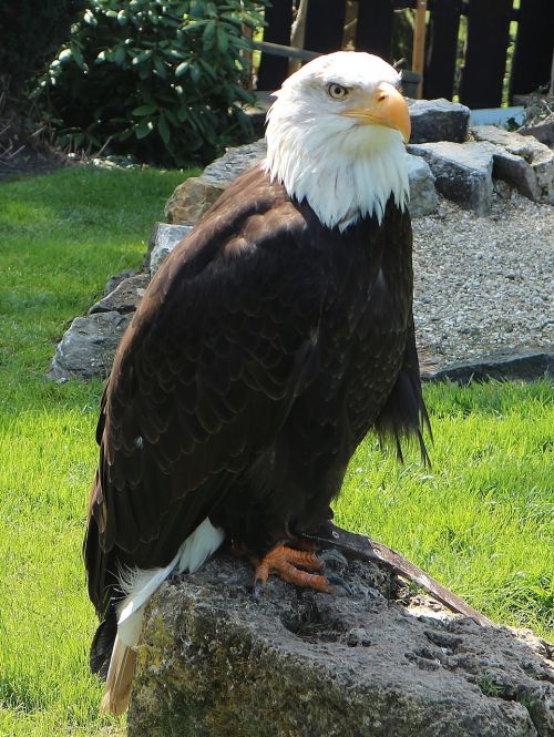 adler golden eagle raptor