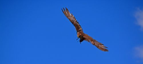 adler flight bird