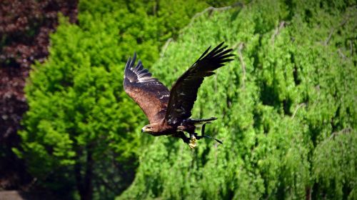 adler bird raptor