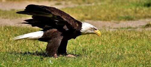 adler bald eagles bird