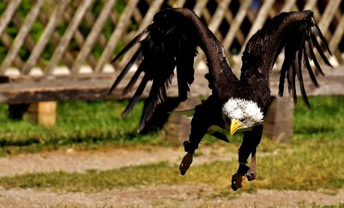 adler bald eagles bird