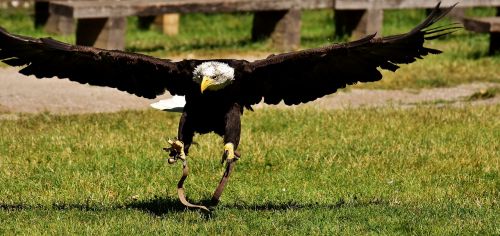 adler bald eagles bird