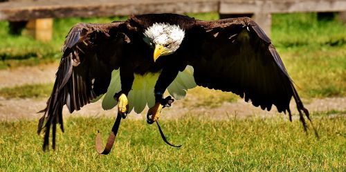 adler bald eagles bird