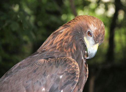 adler raptor bird of prey