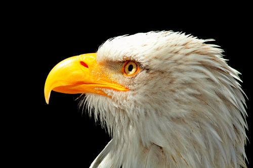 adler bald eagle raptor