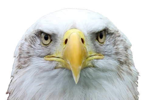 adler white tailed eagle bald eagle