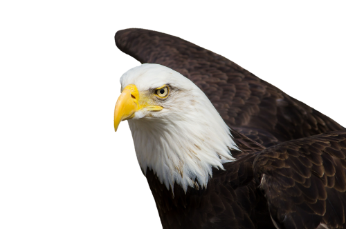 adler bald eagles bird of prey