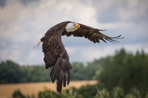 adler raptor bird of prey