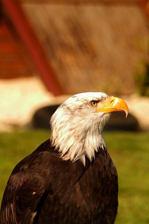 adler eagle raptor