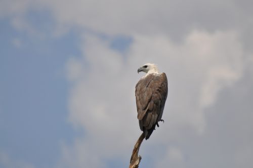 adler bird wild bird