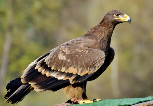 adler bird of prey raptor