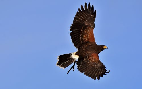 adler raptor bird of prey