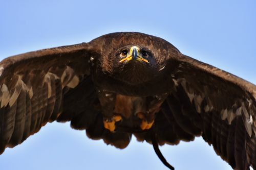 adler raptor bird of prey