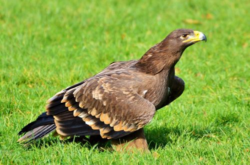 adler bird of prey raptor