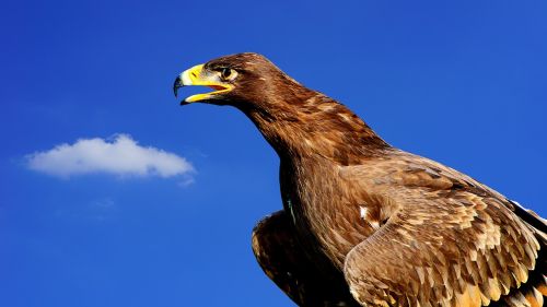 adler bird of prey raptor