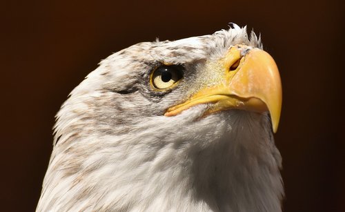 adler  bald eagle  bird