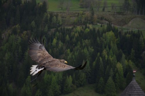 adler bird bird of prey