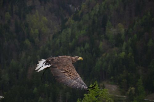 adler bird bird of prey