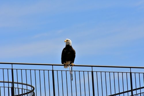 adler  bald eagle  sit