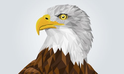 adler  bald eagle  drawing