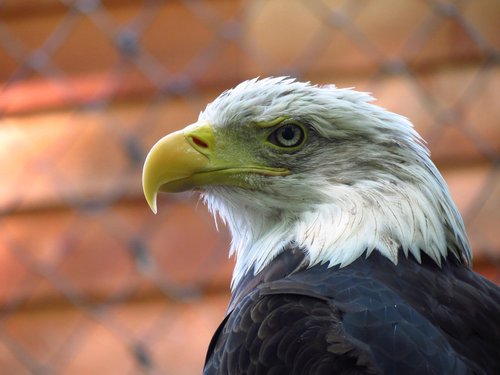 adler  raptor  nature