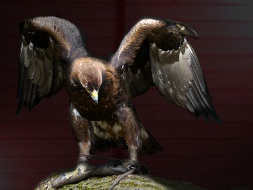 adler bird bird of prey