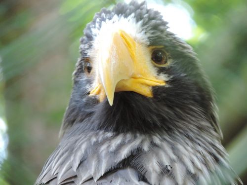 adler zoo bird of prey