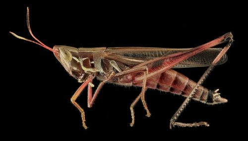 admirable grasshopper wildlife nature
