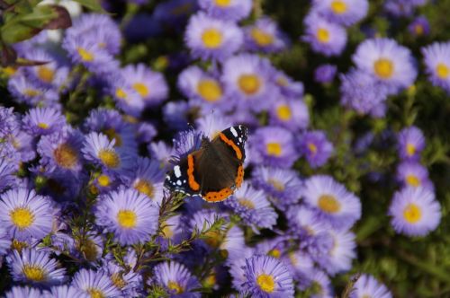 admiral butterfly on flowers