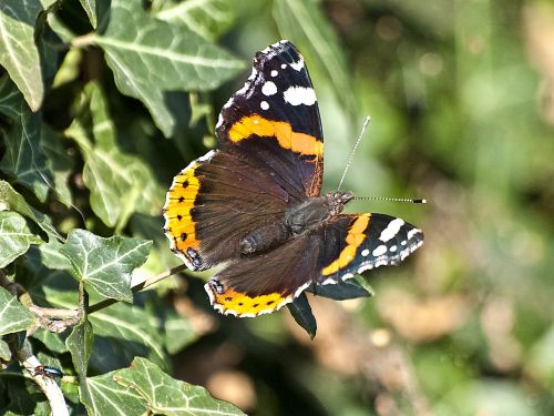 admiral butterfly insect