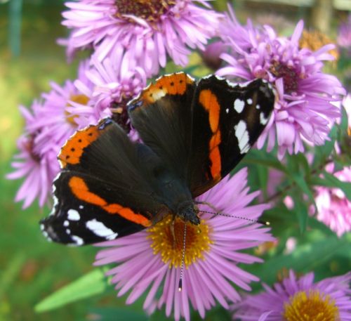 admiral butterfly on flowers