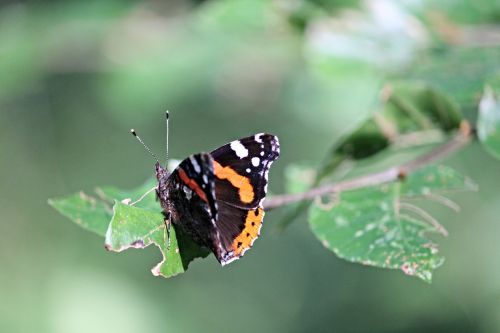 admiral butterfly vanessa atalanta